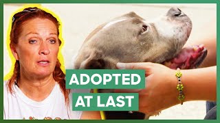 Older Dog FINALLY Gets Adopted  Pit Bulls amp Parolees [upl. by Mignonne]