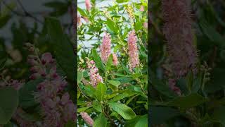 ▪︎ Clethra alnifolia Ruby Spice Coastal Sweetpepperbush Summer Sweet in Family Clethraceae [upl. by Teddi]