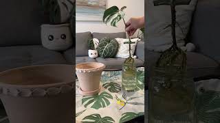 Propagation to repotting 🪴propagation monstera repotting shortsfeed youtube shorts plants [upl. by Lisk]