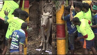 Nellikulam Jallikattu 2023 Videos  நெல்லிக்குளம் ஜல்லிக்கட்டு 2023 Videos [upl. by Aima931]