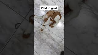 Polio encephalomyelitis in goat youtubeshorts youtuber animals goat youtubeviralshortsyoushort [upl. by Fawna]