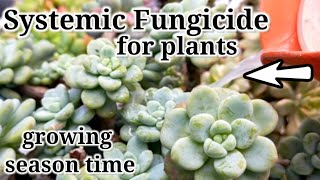 Systemic Fungicide for Succulents amp Ornamental plants  Paano ba gamitin ang Systemic Fungicide [upl. by Honey]