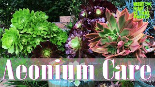 AEONIUM TOUR  How to Care for and Propagate this Amazing Plant [upl. by Nylorak]