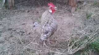 Gallo cacareando [upl. by Vokay]