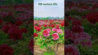 HD nurture life P 10 classical music instrumental by nasim Biswas [upl. by Stanislas]