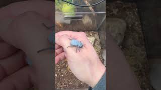 Blue Death Feigning Beetles actively not feigning death 🤭 invertebrates beetles bugs insects [upl. by Hedelman]