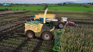 Maize Harvest  Krone Big X 1180 amp 12 Row header  1156 HORSEPOWER [upl. by Tasha]