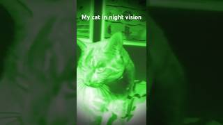 Night vision is crazy [upl. by Dagna767]