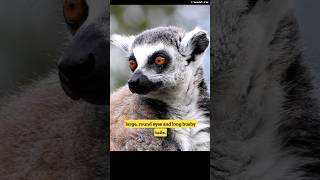 5 Facts about Sifaka Lemurs wildlife animals lemurs madagascar zoboomafoo [upl. by Acilegna]