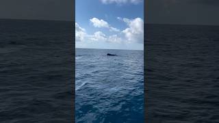 We had a wonderful trip watching 2 side by side Humpback Whales Narration by Capt Shane [upl. by Acire]