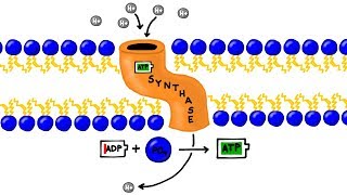 ATP Synthesis and Chemiosmosis in Photosynthesis [upl. by Radnaxela]