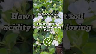 How to adjust for acidity for acid loving plants plants shortvideo garden youtubeshorts howto [upl. by Odlamur]