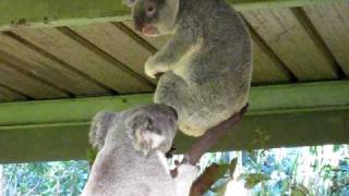 Crazy Koala Fight [upl. by Gertie]