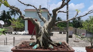 Tips for Pruning Styling amp Caring  Ficus Rumphii Bonsai [upl. by Boelter647]