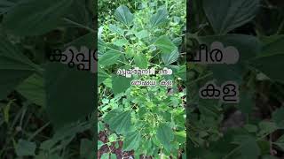 എവിടെയും സുലഭമായ കള ഔഷധ ഗുണമുള്ള ചീര Acalypha indica കുപ്പയ്മേനി ചീര ഡയബറ്റിക് കാർക്ക് 👌 [upl. by Dorotea]