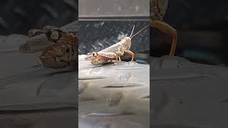 Backyard bug hunt  grasshopper amp their control [upl. by Anav218]