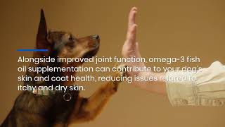 UK Omega 3 Fish Oil For Dogs Best Supplements For Improved Skin amp Coat Health [upl. by Filomena943]