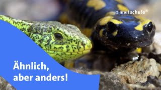 Verwechslungsgefahr Eidechse vs Salamander  Frage trifft Antwort  planet schule [upl. by Abijah]