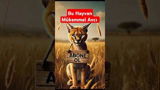 Bu hayvanlar mükemmel avcı Karakulak 🐆👂🔥 [upl. by Gina]