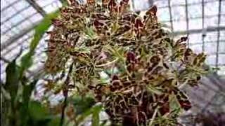 Grammatophyllum Orchid Care [upl. by Nitaf]