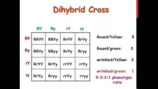 Punnett Square Basics  Mendelian Genetic Crosses [upl. by Hamian]