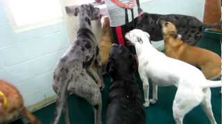 Doggie Daycare Temperament Test [upl. by Enileda]