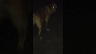 gabbar very funny dog labrador trending [upl. by Maryanna]