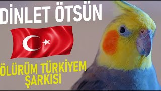 DİNLET ÖTSÜN Sultan Papağanı Sesi Ölürüm Türkiyem Şarkısı 1 SaatMuhabbet Kuşu [upl. by Ecnarf]