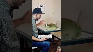 reptiles funny animals facts motivation 😍 [upl. by Ramo]