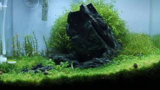 Nano Iwagumi Aquascape quotBehind the Hillquot ADA Mini M  Step by Step [upl. by Seve]