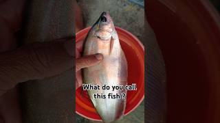 Silver color Fish 🐟 caught in pond fish fishing shorts fishingvideo whitefish village ponds [upl. by Atihana]