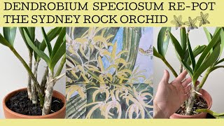 Repotting a hopefully Dendrobium Speciosum a spectacular native Australian orchid [upl. by Cissej687]