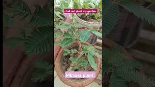 mimosa plantsChuiMuiplant shortsplants plantslover mimosaplantmovement mimosa chuimuiplant [upl. by Atinuj]