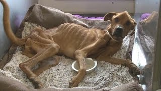 Emaciated dogs owner speaks out [upl. by Beitz294]