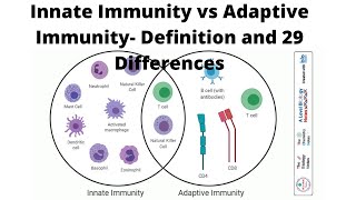 Innate Immunity vs Adaptive Immunity Definition and 29 Differences [upl. by Stevy771]