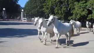 Lipizzaner horses Lipica Slovenia 1912 [upl. by Aryas760]