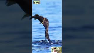 Great Cormorant eats the whole fish 🐠short fishing bird wildlife viral ytshots sunillizavlogs [upl. by Ayotyal419]