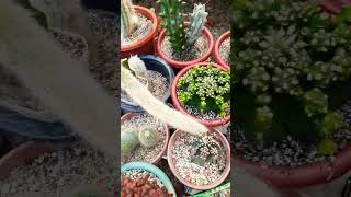 Watering routine Succulent plant succulents plants cactus propagation homegarden tips care [upl. by Gusella]