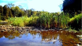 Wild Food Foraging Primitive Bread Part 2 The Binder [upl. by Avrom]