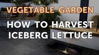 How to Harvest Iceberg Lettuce [upl. by Sirah144]