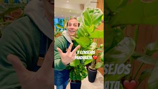 🌿3 CONSEJOS PANDURATAS ❤️ plantas pandurata plants cuidadodeplantas [upl. by Rudwik]