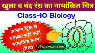 खुला तथा बंद रंध्र का नामांकित चित्र बनाने की आसान ट्रिक  class 10 biology important questions 2023 [upl. by Nica]