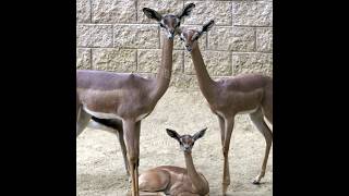 Gerenuk  The Standing Antelope 😱 shorts animals trending antelope viral [upl. by Sura783]