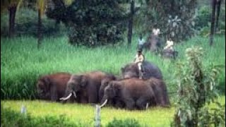 fulpati bhakera manakamana aayo bandipur [upl. by Ahsatak436]