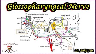 Glossopharyngeal Nerve  Anatomy  Cranial Nerve IX  XI Cranial nerve  Functional components [upl. by Allehs]