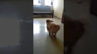 Pattu catch 🪝🪝🪝 in  Lhasa Apso puppy [upl. by Clinton]