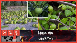 বিষাক্ত গাছের সংস্পর্শে পুড়ে যায় দেহের ত্বক  Manchineel Tree  Deadly Tree in The World  Somoy TV [upl. by Acinoreb583]