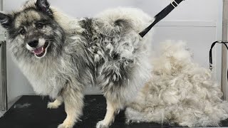 First groom in NINE years Four hour transformation on extremely matted Keeshond dog [upl. by Akimehs]