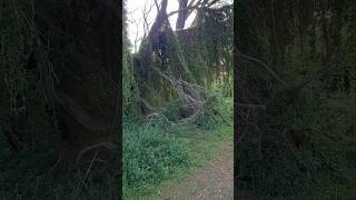 Cape Woolamai Victoria Australia rockycliff beach sand travel hike coast sea ASMR relax [upl. by Salchunas]