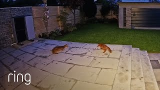 Two Foxes Use a Garden as a Playground  RingTV [upl. by Yeta609]